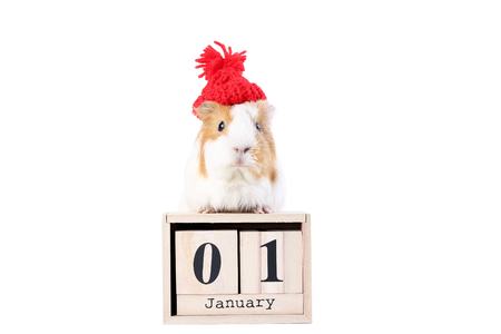 Guinea pig with wooden cubes and red hat isolated on white backgroundの写真素材