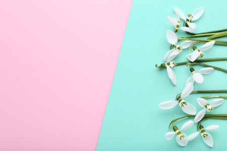 Snowdrop flowers on colorful backgroundの写真素材
