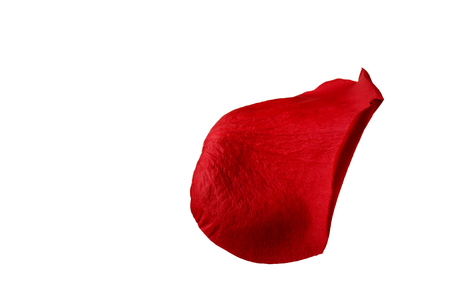 Red rose petal isolated on white backgroundの写真素材