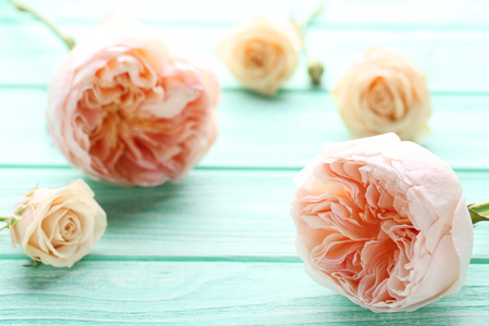 Peony roses on mint wooden tableの写真素材