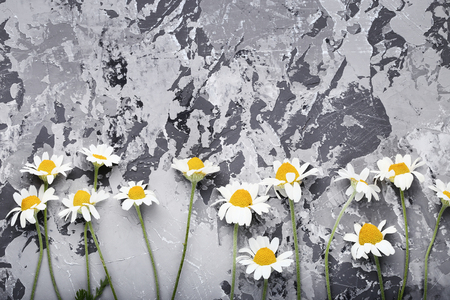 Chamomile flowers on grey backgroundの写真素材