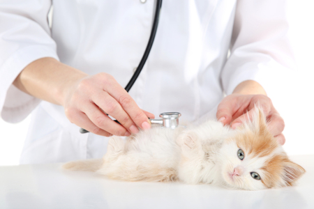 Veterinarian with kitten and stethoscopeの写真素材