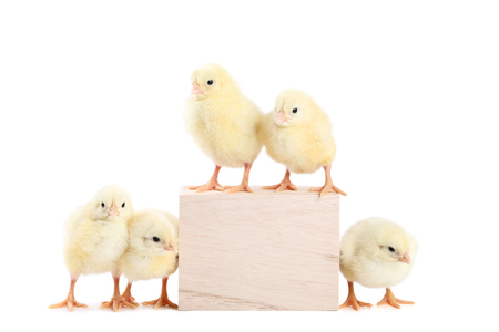 Little chicks with wooden cube on white backgroundの写真素材