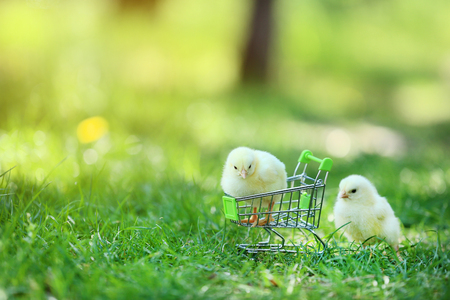 Little chicks in shopping cart on green grassの写真素材