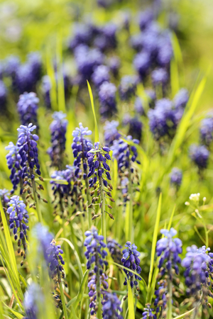 Fresh blue flowers in the gardenの写真素材