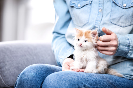 Cute kitten in female handsの写真素材