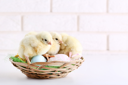 Little chicks with easter eggs on brick wall backgroundの写真素材