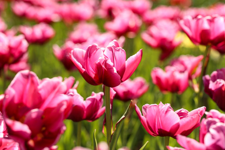 Fresh pink tulip flowers in the gardenの写真素材