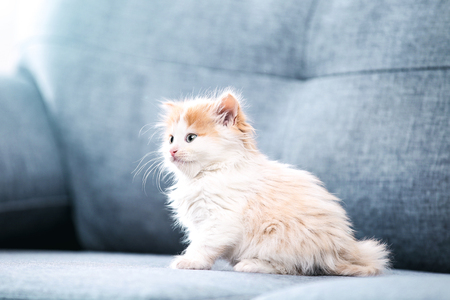 Cute kitten sitting on grey sofaの写真素材
