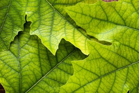 Background of green leafs