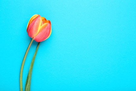 Beautiful tulip flower on blue backgroundの写真素材