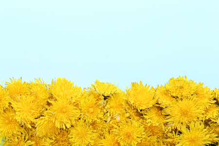 Yellow dandelions on blue backgroundの写真素材
