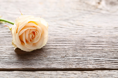 Beige rose flower on grey wooden tableの写真素材