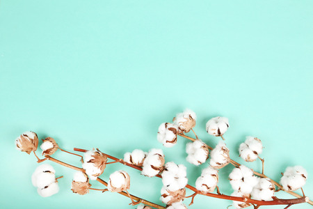 Cotton flowers on mint backgroundの写真素材