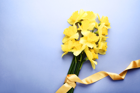 Yellow narcissus flowers on purple backgroundの写真素材