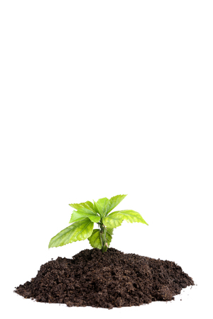 Young plant in ground on white backgroundの写真素材