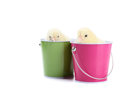 Little chicks sitting in buckets on white backgroundの写真素材