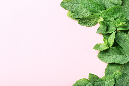 Mint leafs on white backgroundの写真素材