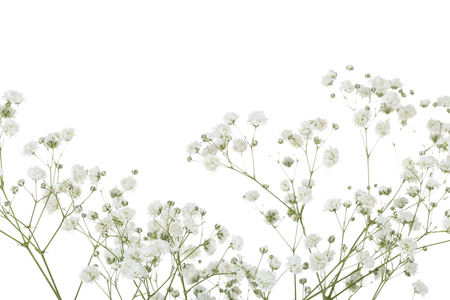Gypsophila flowers isolated on white backgroundの写真素材