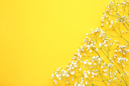 White gypsophila flowers on yellow backgroundの写真素材