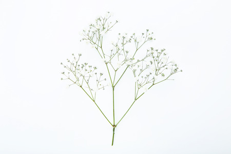 Gypsophila flowers on white backgroundの写真素材