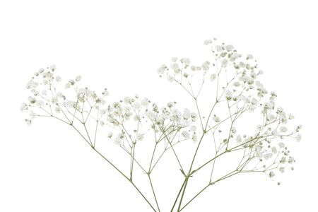 カスミソウ植物の写真 イラスト素材一覧 5 778件 ストックフォトのamanaimages Plus