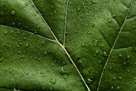 Background of green leaf with water dropsの写真素材