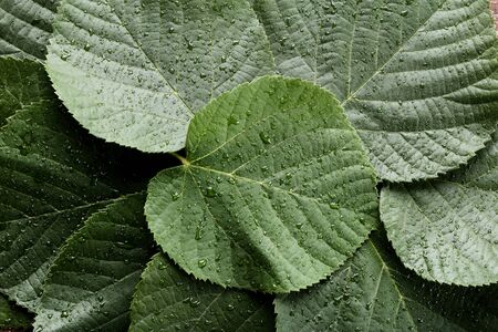 Background of green leafs with water drops