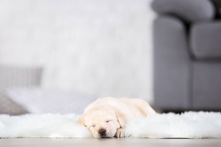 Labrador puppy lying on white carpet at home