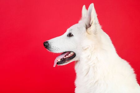 Swiss shepherd dog on red backgroundの写真素材