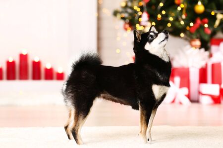 Shiba inu dog at home near christmas treeの写真素材