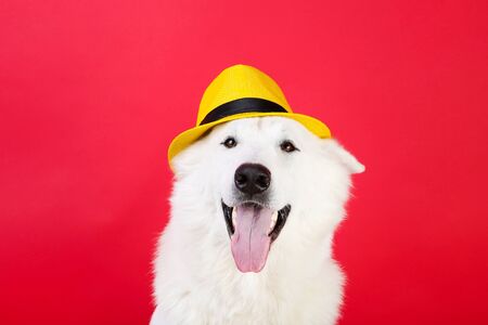 Swiss shepherd dog with yellow hat on red background