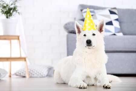 Swiss shepherd dog with birthday cap lying on the floor at home