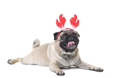 Pug dog in red horns on white backgroundの写真素材