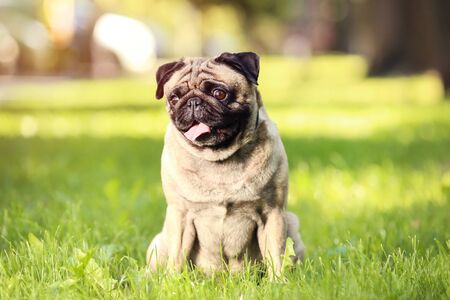 Pug dog sitting on the grass in parkの写真素材