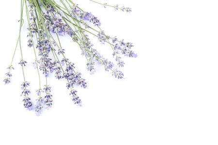 Lavender flowers isolated on white backgroundの写真素材