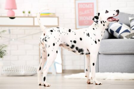 Dalmatian dog standing on the floor at homeの写真素材