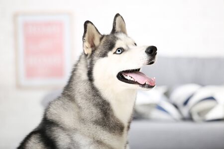 Husky dog sitting on the floor at homeの写真素材