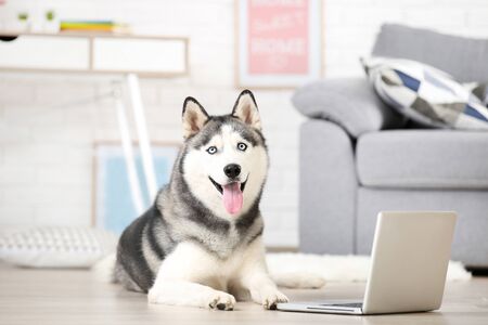 Husky dog lying on the floor at home with laptop computerの写真素材