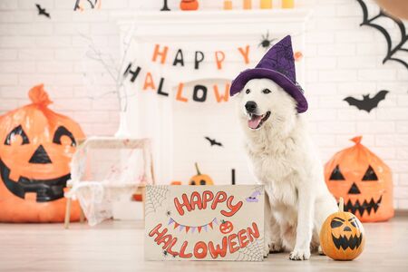 Swiss shepherd dog with text Happy Halloween and pumpkin at homeの写真素材