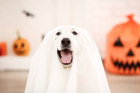 Swiss shepherd dog in halloween costume and pumpkin sitting at homeの写真素材