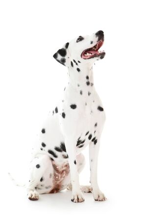Dalmatian dog isolated on white backgroundの写真素材