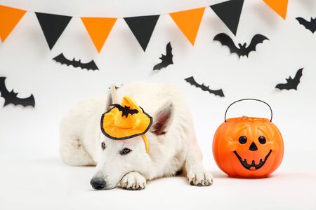 Swiss shepherd dog in hat with halloween pumpkin on white backgroundの写真素材