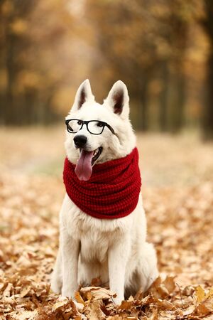 White swiss shepherd dog with red scarf and glasses in autumn parkの写真素材