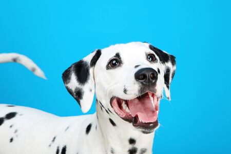 Dalmatian dog on blue backgroundの写真素材