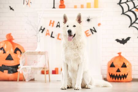 Swiss shepherd dog with halloween decoration at homeの写真素材