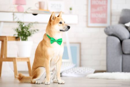 Shiba inu dog with green bow tie sitting on the floor at homeの写真素材