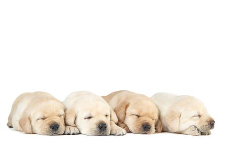 Labrador puppies isolated on white backgroundの写真素材