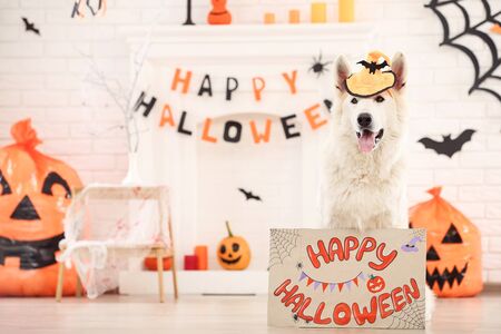 Swiss shepherd dog with text Happy Halloween and pumpkins at homeの写真素材