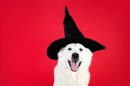 Swiss shepherd dog with halloween hat on red background